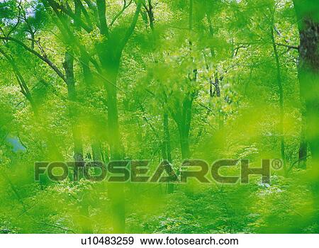 Stock Photo - Forest. Fotosearch
