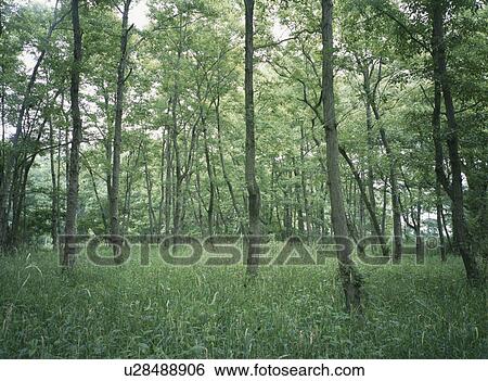 Stock Photograph - Forest. Fotosearch