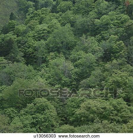 Forest, Tochigi Prefecture, Honshu, Japan View Large Photo Image Stock Image - Forest, Tochigi Prefecture, Honshu, Japan. Fotosearch