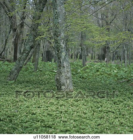 Stock Photo - Forest, Tochigi Prefecture, Honshu, Japan. Fotosearch