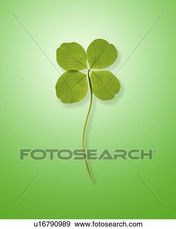 Stock Photo - Four leafed clover, green background. Fotosearch
