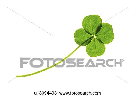 Four leafed clover, white background View Large Photo Image Stock Image - Four leafed clover, white background. Fotosearch