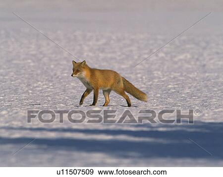 Fox walking on snowy land, Kushiro city, Hokkaido prefecture, Japan View Large Photo Image Stock Photo - Fox walking on snowy land, Kushiro city, Hokkaido prefecture, Japan. Fotosearch