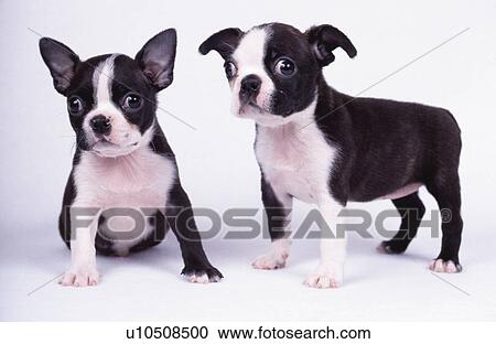 French Bulldog, white background View Large Photo Image Stock Image - French Bulldog, white background. Fotosearch