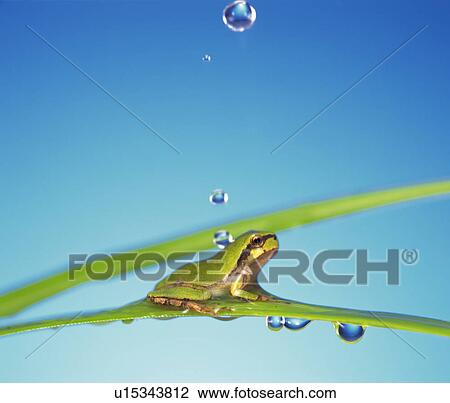 Frog on Green Grass View Large Photo Image Stock Image - Frog on Green Grass. Fotosearch