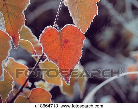 Stock Image - Frosted leaves, close up, Nagano prefecture, Japan. Fotosearch