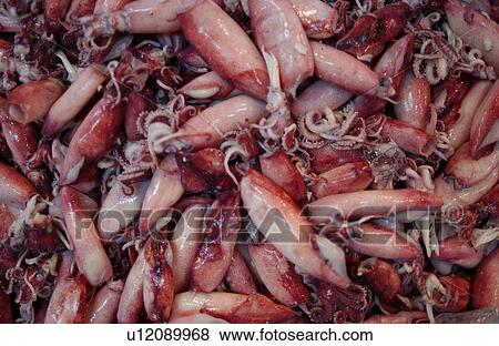 Full Frame of Boiled Firefly Squid View Large Photo Image Stock Photo - Full Frame of Boiled Firefly Squid. Fotosearch