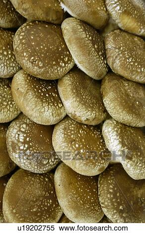 Full Frame of Chinese Mushroom View Large Photo Image Stock Photography - Full Frame of Chinese Mushroom. Fotosearch
