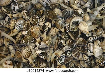 Full Frame of Clam View Large Photo Image Picture - Full Frame of Clam. Fotosearch