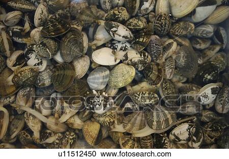 Stock Image - Full Frame of Clam. Fotosearch