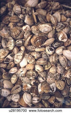 Stock Image - Full Frame of Clam. Fotosearch