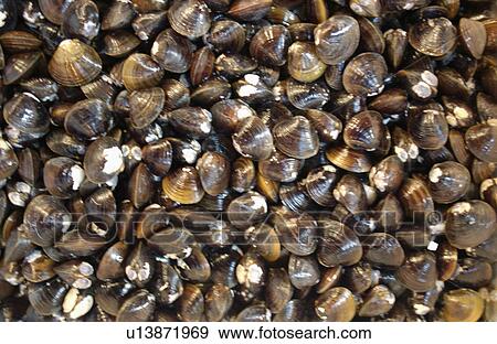 Full Frame of Common Fresh Water Clam View Large Photo Image Stock Photo - Full Frame of Common Fresh Water Clam. Fotosearch