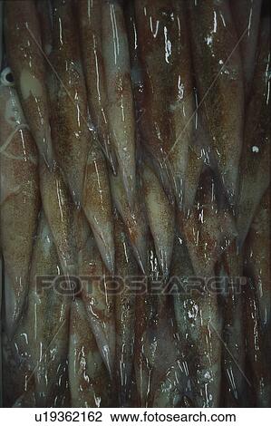 Full Frame of Cuttlefish View Large Photo Image Stock Image - Full Frame of Cuttlefish . Fotosearch