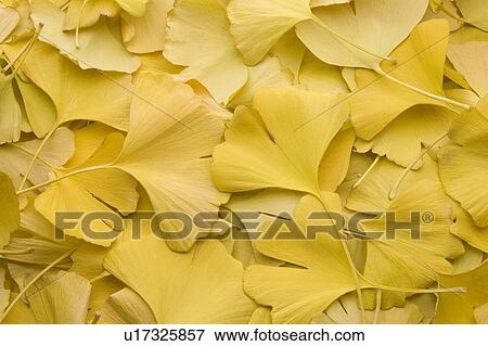 Full Frame of Gingko Leaves View Large Photo Image Stock Photo - Full Frame of Gingko Leaves. Fotosearch