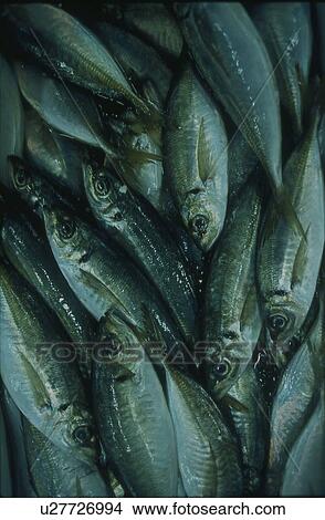 Picture - Full Frame of Horse Mackerel. Fotosearch