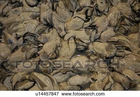 Full Frame of Oyster View Large Photo Image Stock Photo - Full Frame of Oyster. Fotosearch