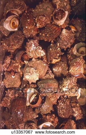 Stock Photo - Full Frame of Turban Shell. Fotosearch