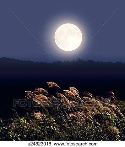 Stock Photo - Full moon and Japanese silver grass, long exposure. Fotosearch