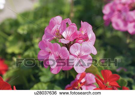 Geranium View Large Photo Image Stock Photograph - Geranium. Fotosearch