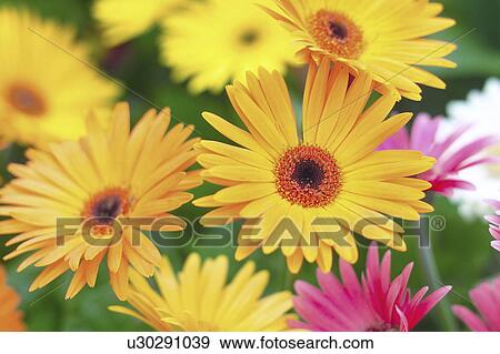 Gerbera daisies, close up View Large Photo Image Stock Photo - Gerbera daisies, close up. Fotosearch