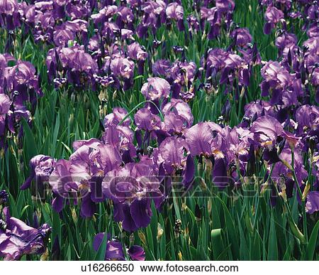 Stock Image - German iris, Nagano Prefecture, Japan. Fotosearch