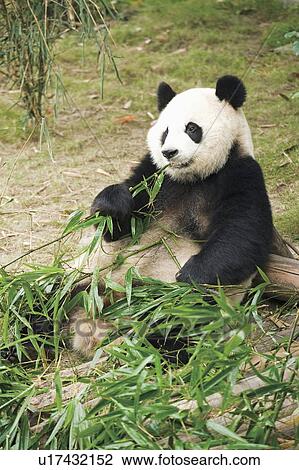 Giant Panda eating bamboo leaves, China View Large Photo Image Stock Image - Giant Panda eating bamboo leaves, China. Fotosearch