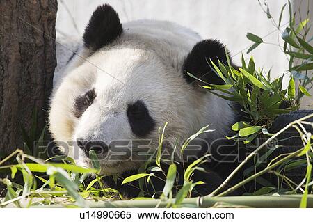 Giant panda View Large Photo Image Stock Photography - Giant panda. Fotosearch