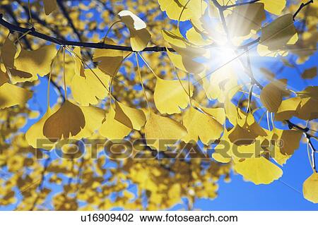 Stock Image - Ginkgo leaves, close up. Fotosearch