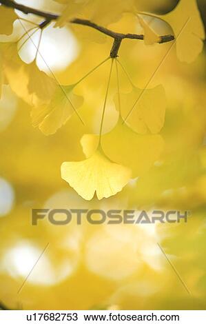 Ginkgo leaves, close up View Large Photo Image Stock Image - Ginkgo leaves, close up. Fotosearch