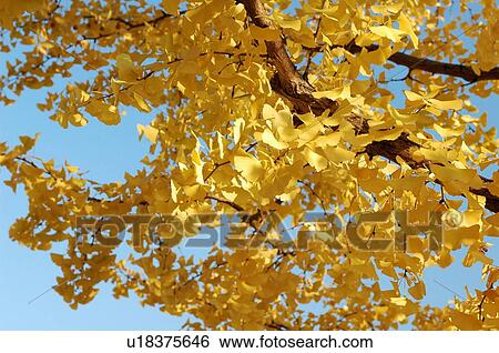 Ginkgo leaves in autumn, Tokyo Prefecture, Honshu, Japan View Large Photo Image Stock Photograph - Ginkgo leaves in autumn, Tokyo Prefecture, Honshu, Japan. Fotosearch