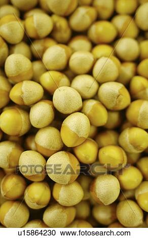 Ginkgo nuts View Large Photo Image Stock Image - Ginkgo nuts. Fotosearch