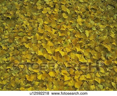 Ginkgo View Large Photo Image Stock Photo - Ginkgo. Fotosearch