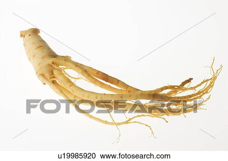 Ginseng root, white background View Large Photo Image Stock Image - Ginseng root, white background. Fotosearch