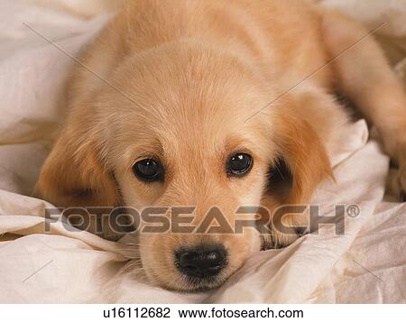 Stock Image - Golden Retriever. Fotosearch