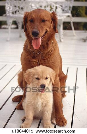 Stock Photography - Golden Retriever. Fotosearch
