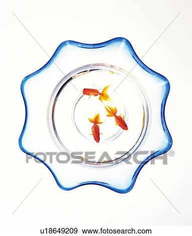 Goldfish in bowl, white background View Large Photo Image Stock Photo - Goldfish in bowl, white background. Fotosearch