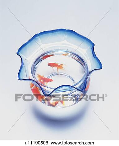 Stock Photo - Goldfish. Fotosearch