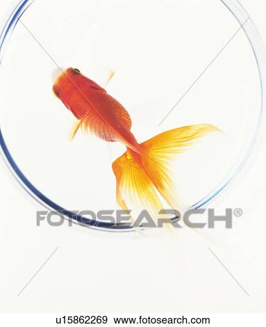 Goldfish View Large Photo Image Stock Photo - Goldfish. Fotosearch