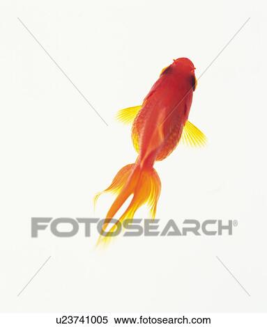 Goldfish View Large Photo Image Stock Photography - Goldfish. Fotosearch