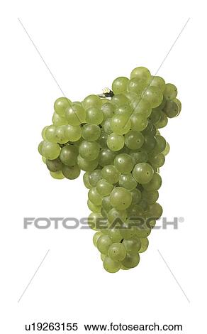 Grape View Large Photo Image Stock Photography - Grape. Fotosearch