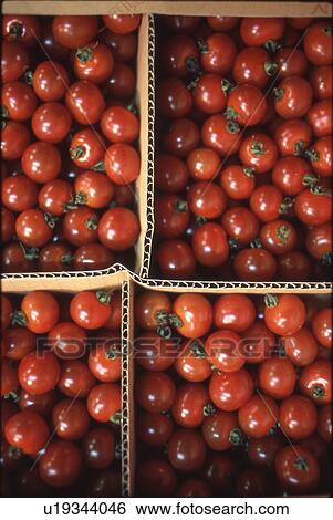 Grape Tomato in Box View Large Photo Image Stock Photograph - Grape Tomato in Box. Fotosearch
