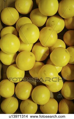 Picture - Grapefruits. Fotosearch