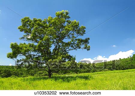 Grass field and tree View Large Photo Image Stock Image - Grass field and tree. Fotosearch