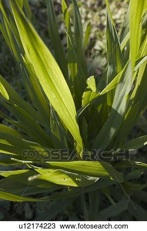 Grass View Large Photo Image Stock Image - Grass. Fotosearch