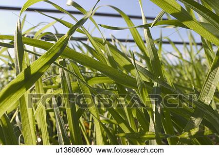 Stock Image - Grass. Fotosearch