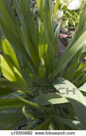 Stock Image - Grass. Fotosearch