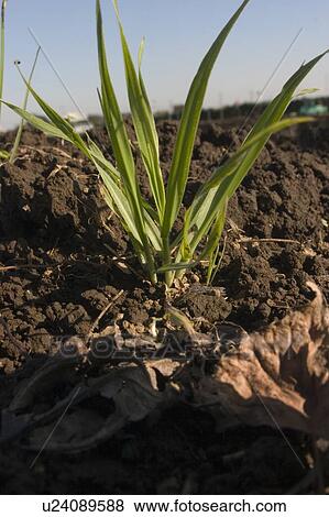 Grass View Large Photo Image Stock Photo - Grass. Fotosearch