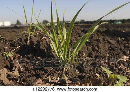 Grass View Large Photo Image Stock Photograph - Grass. Fotosearch