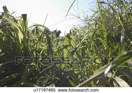 Grass View Large Photo Image Stock Photography - Grass. Fotosearch