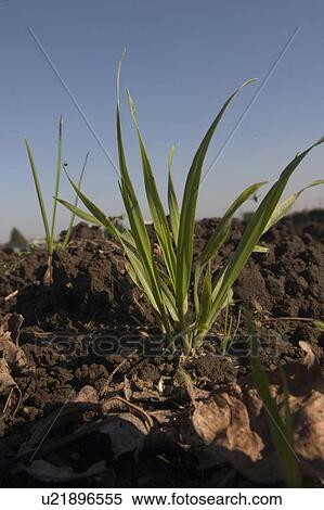 Grass View Large Photo Image Stock Photography - Grass. Fotosearch